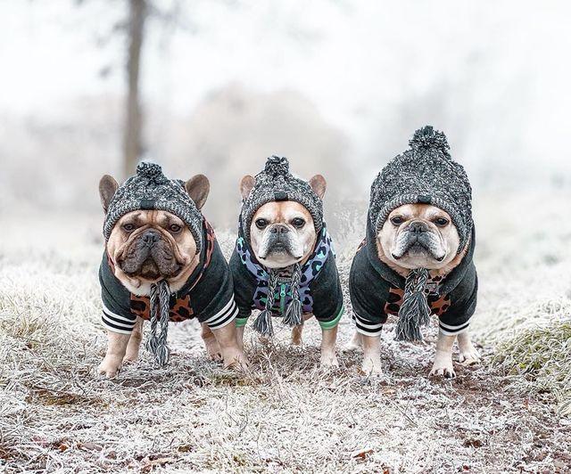 Gorro para cachorro - Pet Jack